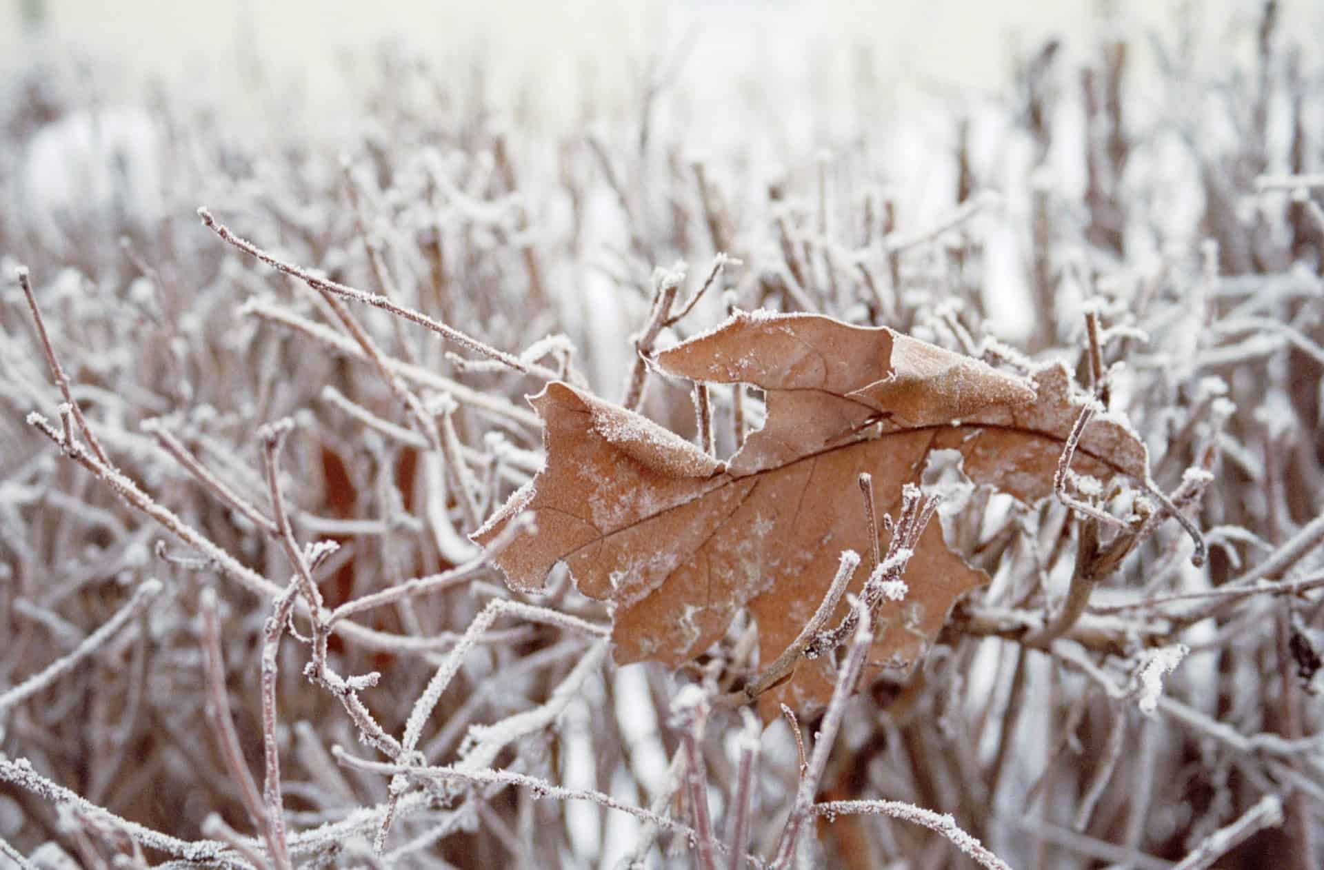 frost 