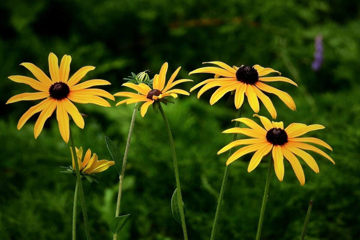 Black eyed susan