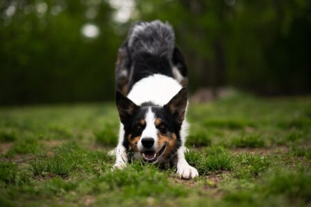 How to Tell if Your Dog is Happy