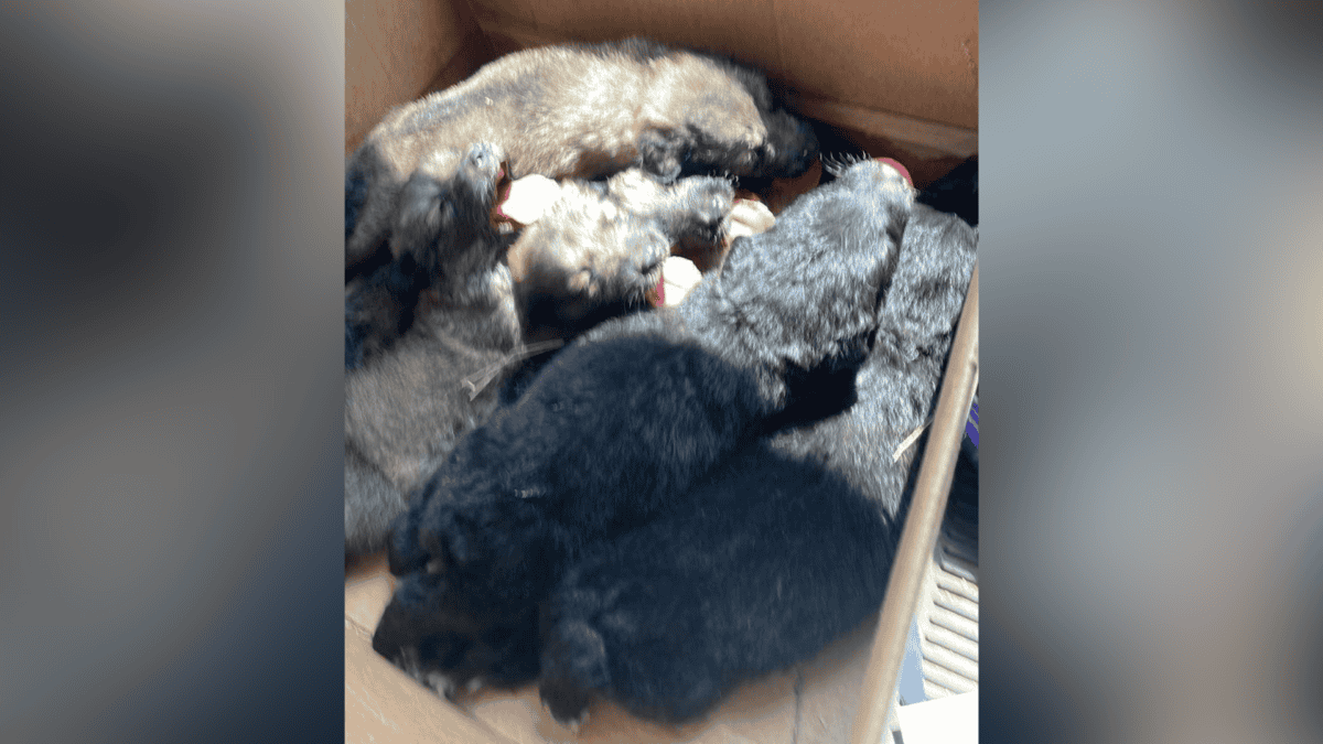 Box of 8-week-old puppies.