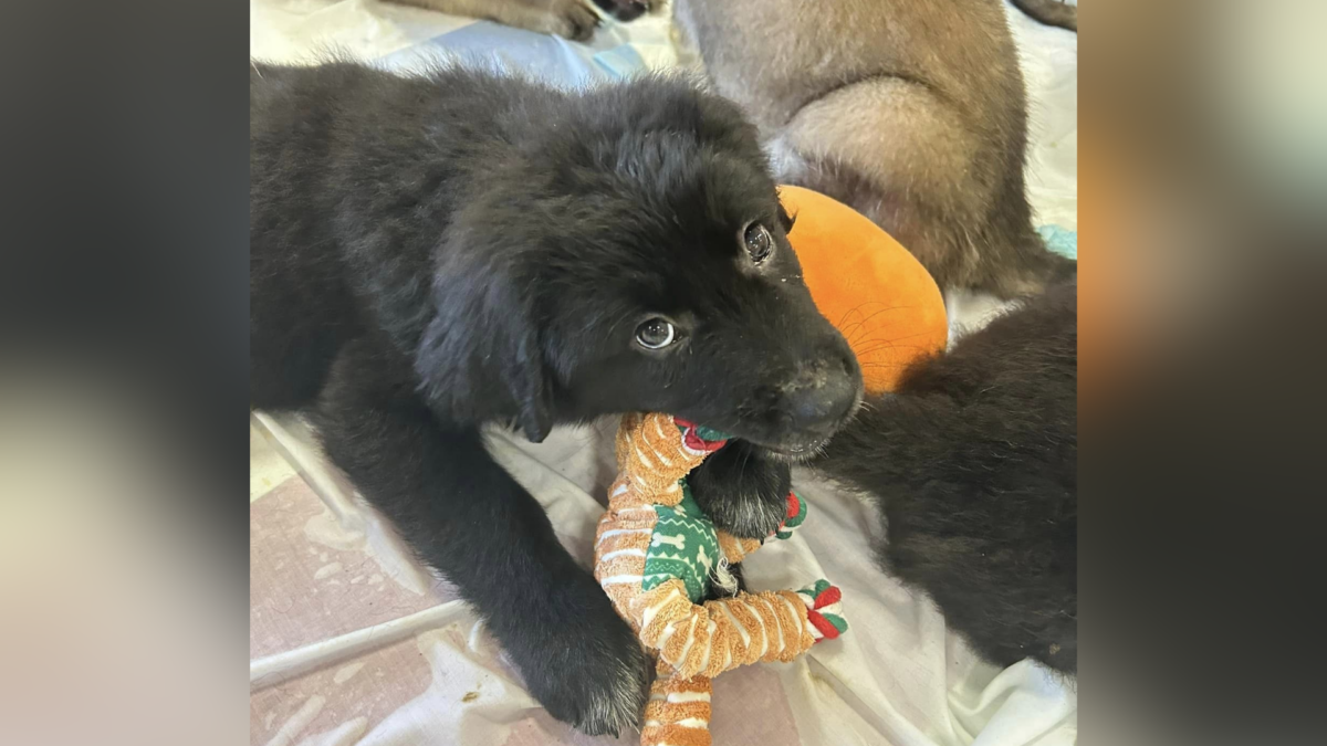 Puppies rescued and put up for adoption.
