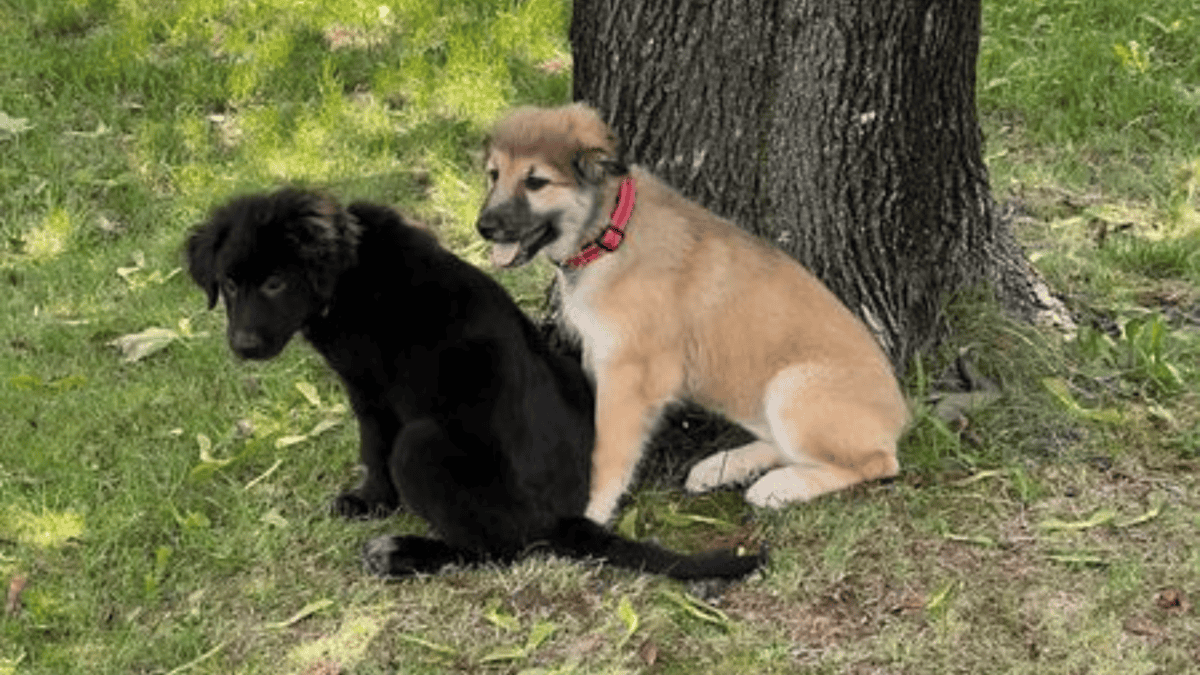 Rescued puppies, Fedex and UPS.