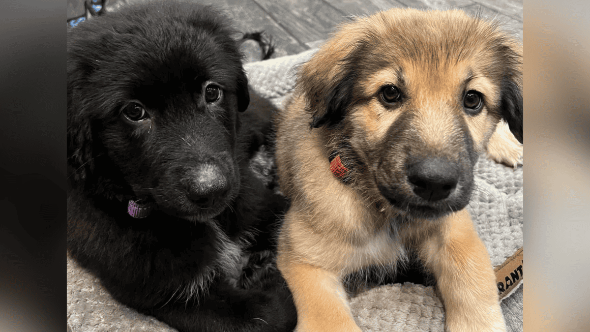 Rescued puppies, Fedex and UPS.