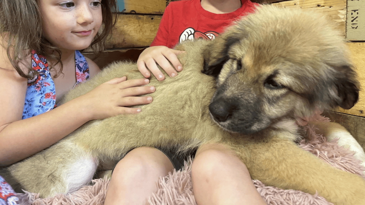 Rescued puppy, Pak Mail.