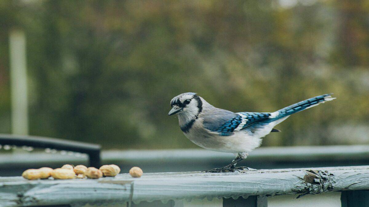 Blue Jay sits on a porch railing.