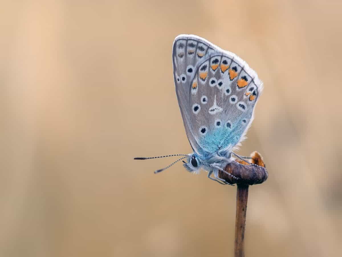Schmetterling