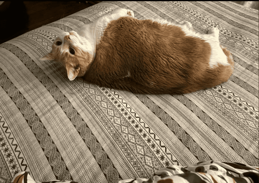 Axel lying on the bed. 