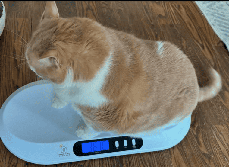 Axel on a weighing scale. 
