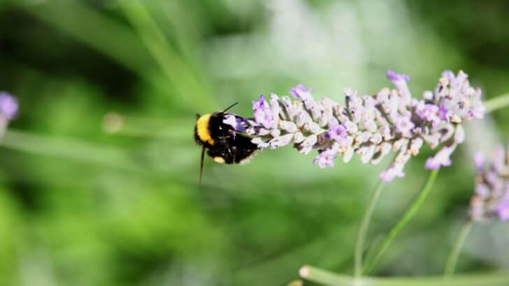 Bumblebees' buzz helps pollinate flowers.