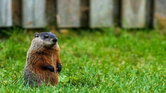 10 Tips to Keep Groundhogs Out of Your Garden