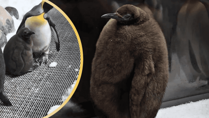 Pesto, The World’s Fattest Penguin Chick is the Internet’s Latest Chubby Baby