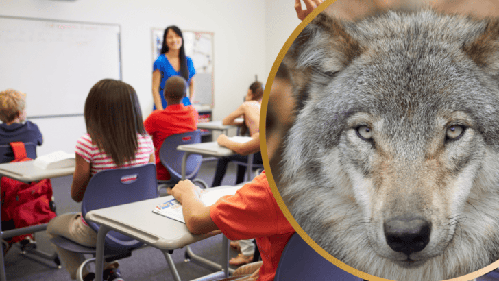 A Real Howler! School Allows Student With “Species Dysphoria” To Identify as A Wolf.