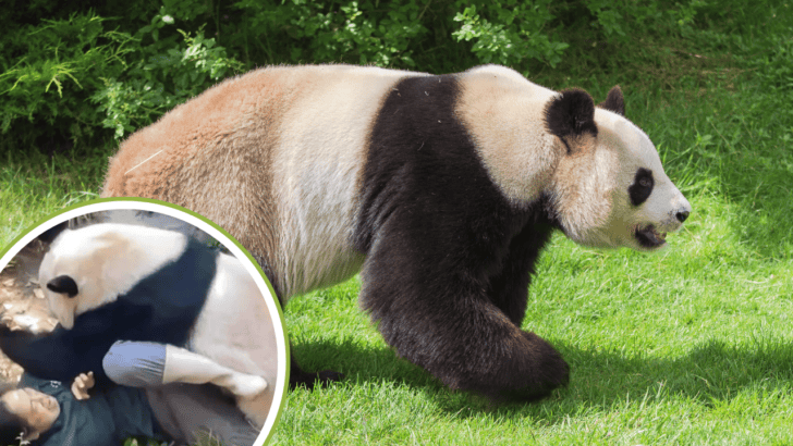 Giant Panda Viciously Traps and Attacks Female Zoo-Keeper Captured on Camera