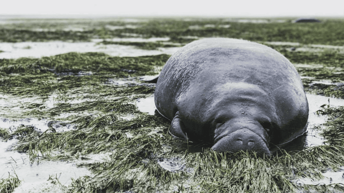 Manatee stranded in swamp after Hurricane Irma