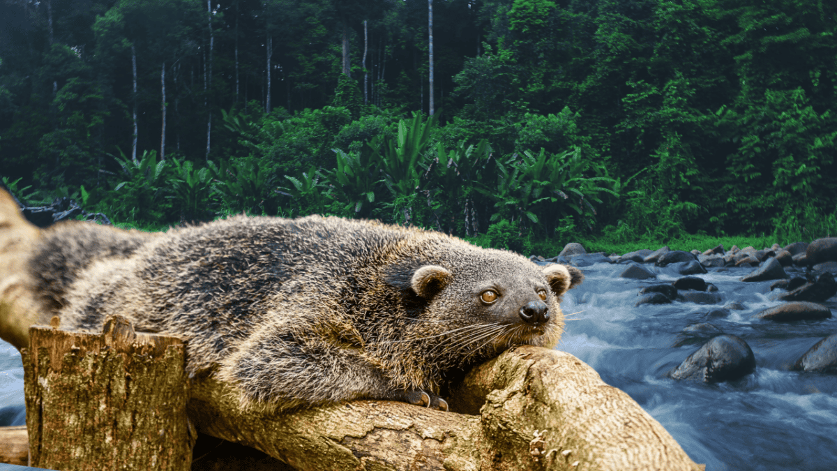 Binturongs are forest dwellers