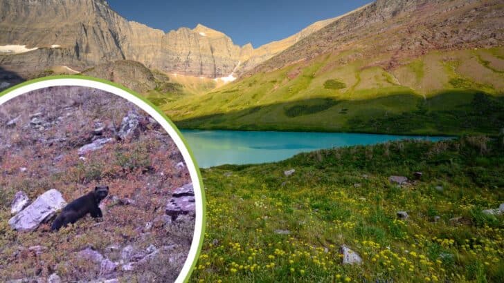 Hikers Capture Photographs of Rare Mysterious Beast in Montana Asking Internet to Identify