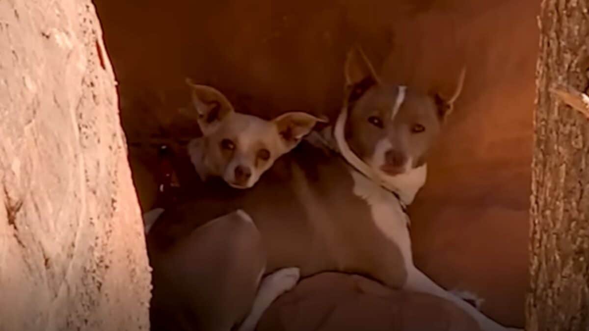 Dogs