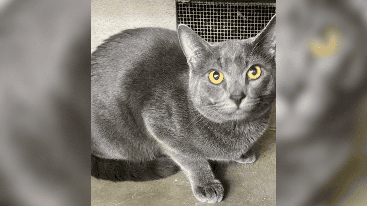 Abandoned cat rescued.