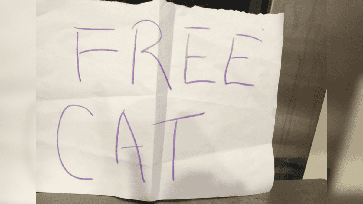 Cat abandoned with a "free cat" sign.