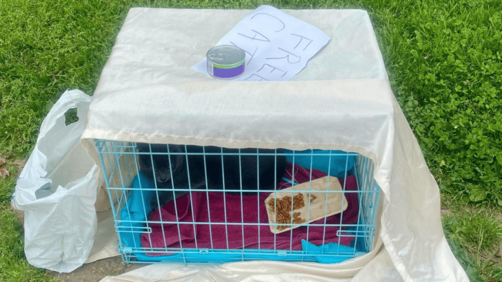 Heartbroken Cat Abandoned in Park with Just a Can of Food and a Heartbreaking Note