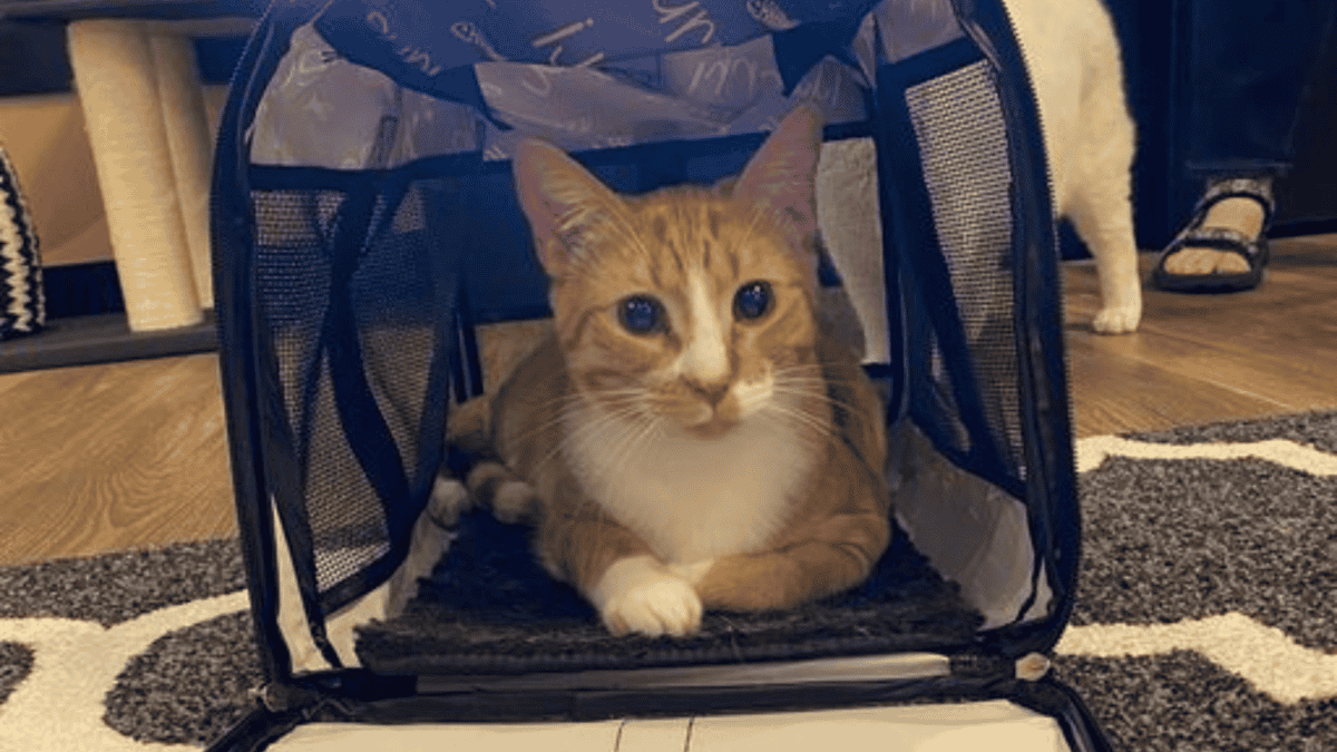 Shelter cat jumps in carriers meant for adopted cats.