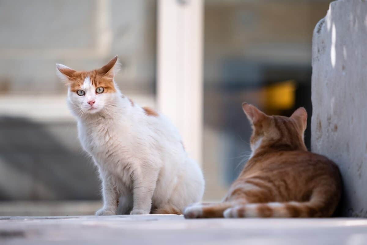 Stray cats.