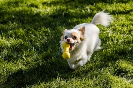 14 Dog Breeds That Live the Longest