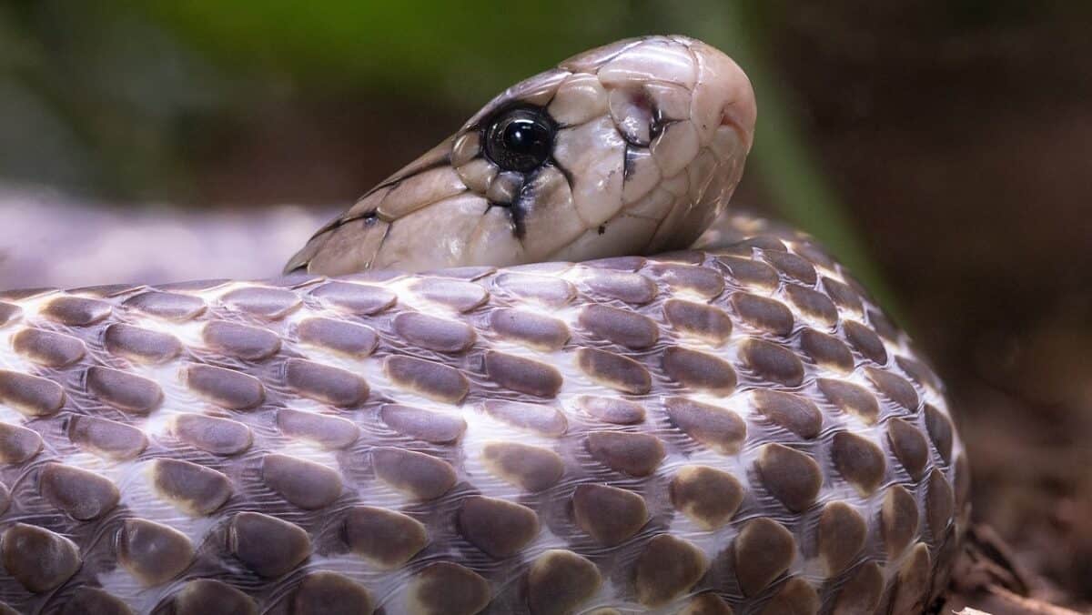 Cobra