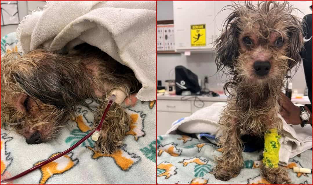 Rescued Dog Found Starved and Drenched in Motor Oil Makes a Remarkable Recovery