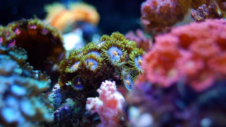 Can Artificial Coral Reefs Save the World’s Dying Oceans?