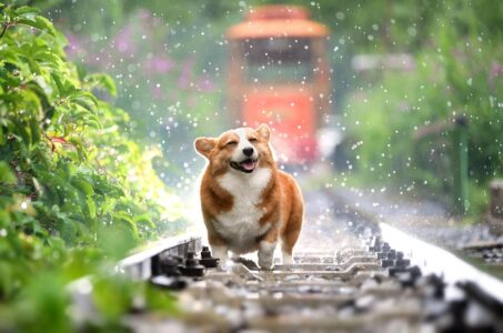 Is Your Dog Happy? Here Are 13 Signs of A Happy Dog