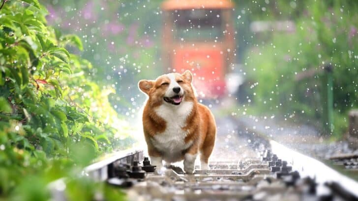 Is Your Dog Happy? Here Are 13 Signs of A Happy Dog