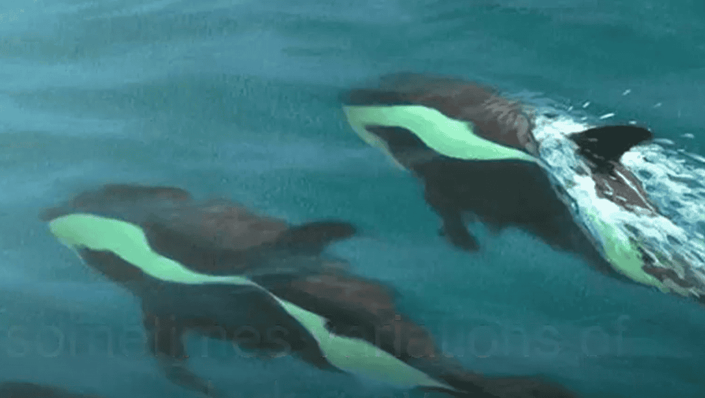 Hourglass dolphins underwater.