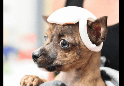 Adorable Pup Wears Custom 3D Printed Helmet To Battle Rare Condition