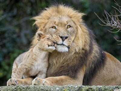 Adorable Lion Cubs Introduced to Their Protective Father for the First Time in Kruger National Park