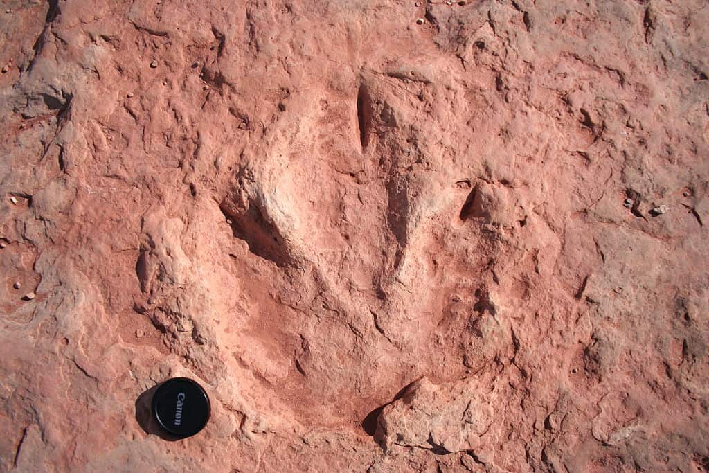 dinosaur tracks