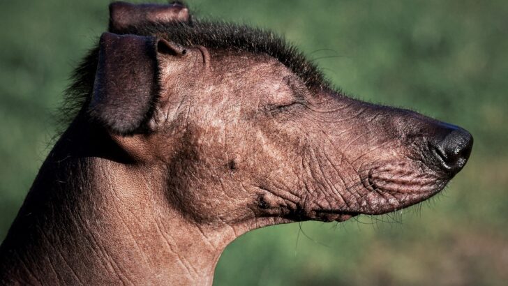 Top 11 Rarest Dog Breeds You’ve Probably Never Heard Of