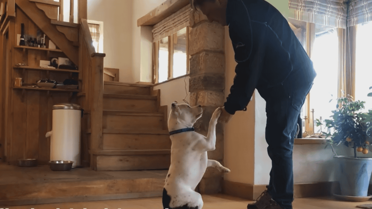 Video of dog's abandonment captured hearts around the globe.
