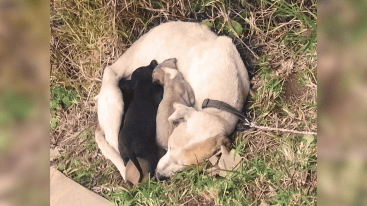 Mama dogs and puppies huddled at the end of a driveway.