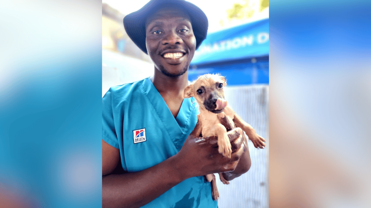 Dog family rescued by SPCA.