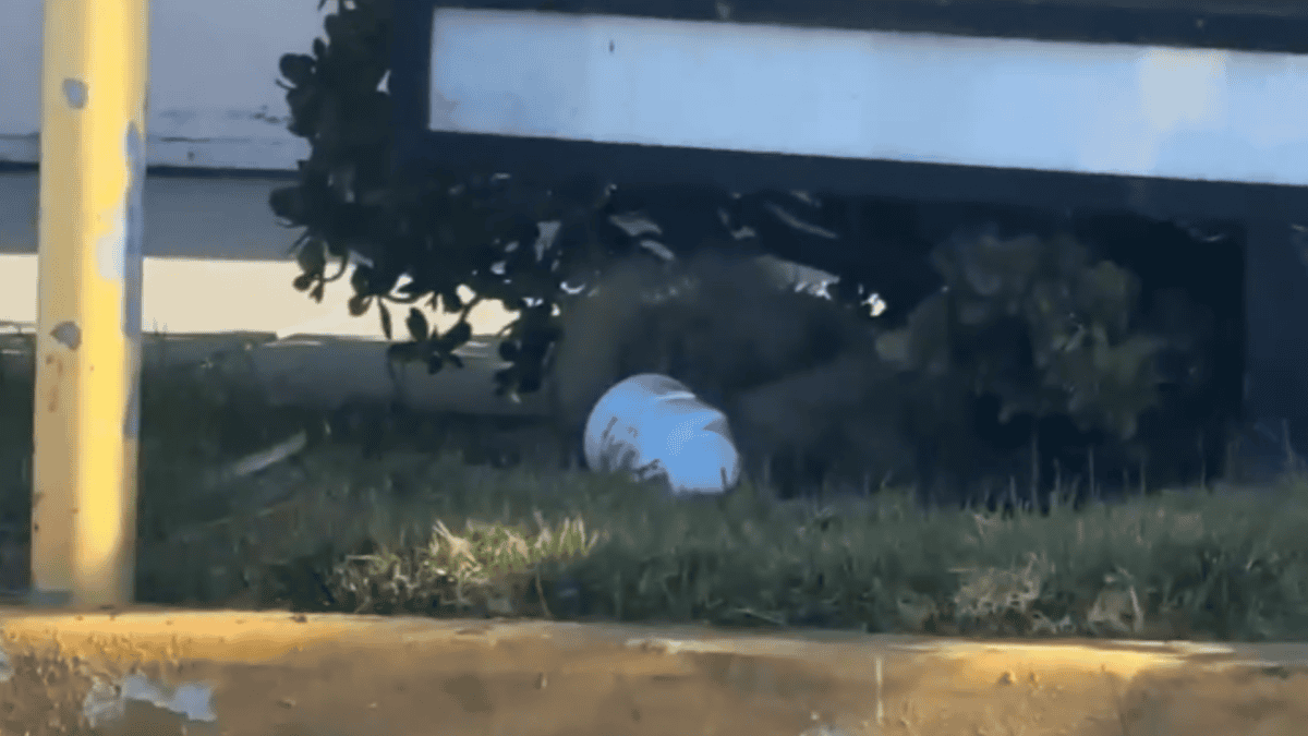 Stray dog lying under a drive-thru menu.