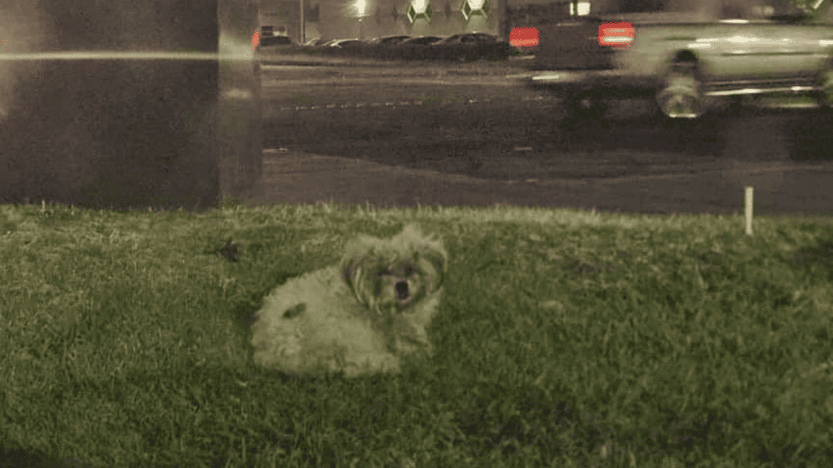 Stray dog scared of rescuers.