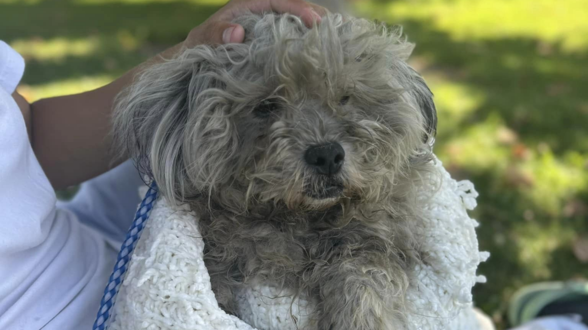 Stray dog finally saved by rescuers.