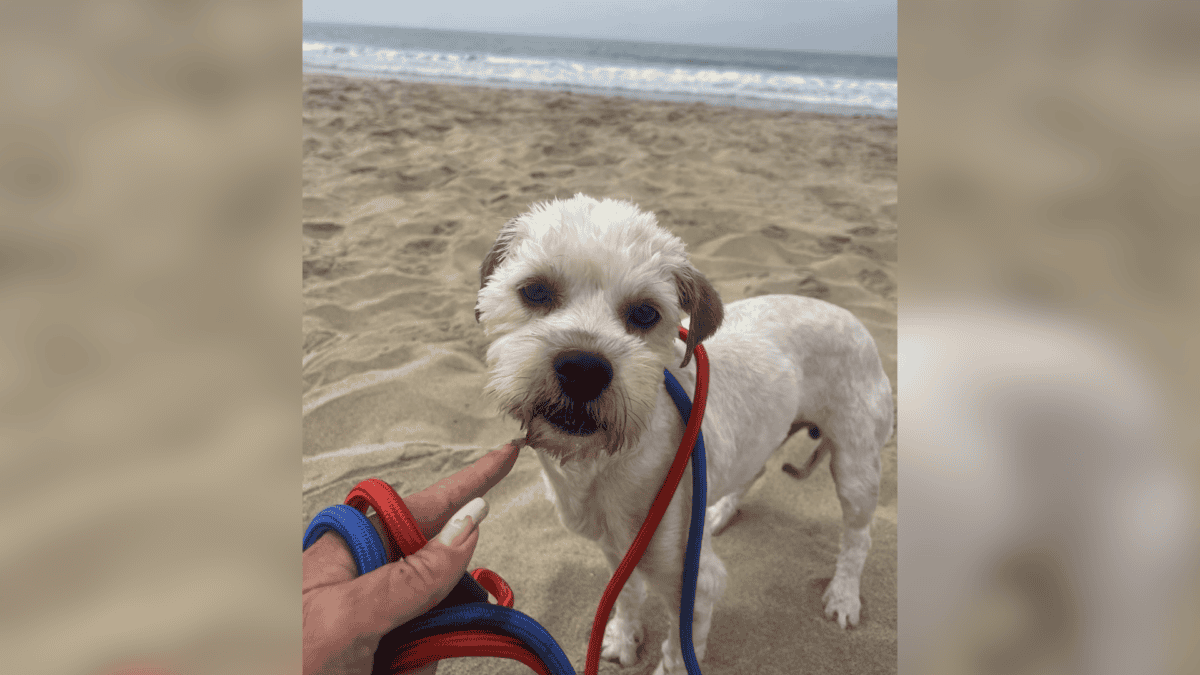 Rescued dog enjoys beach day.