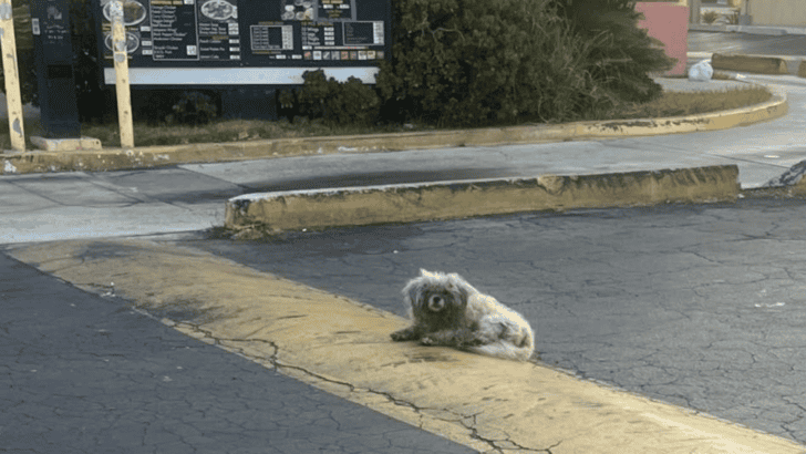Lonely Stray Dog Ignored for Over 90 Days Under Drive-Thru Menu Until…