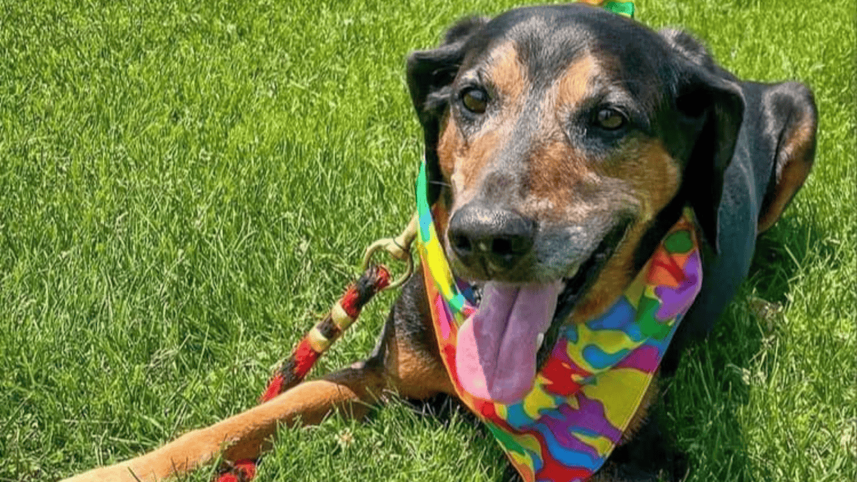 Shelter dog playing in the grass.