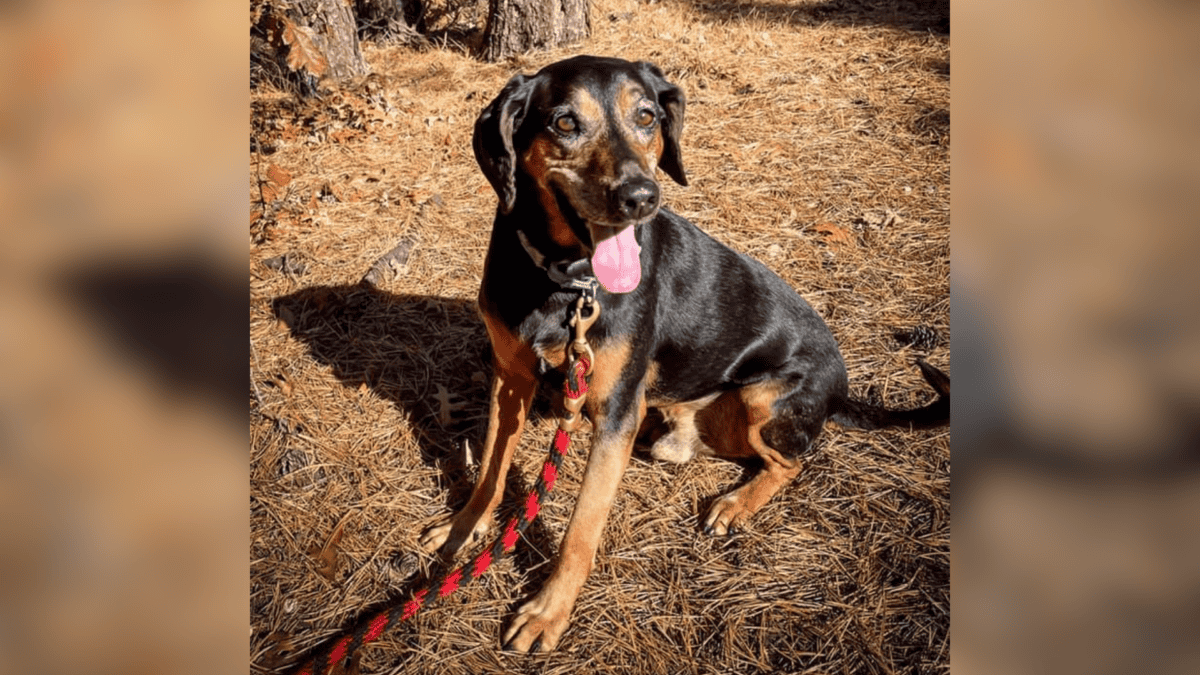 Shelter dog loves going on walks.
