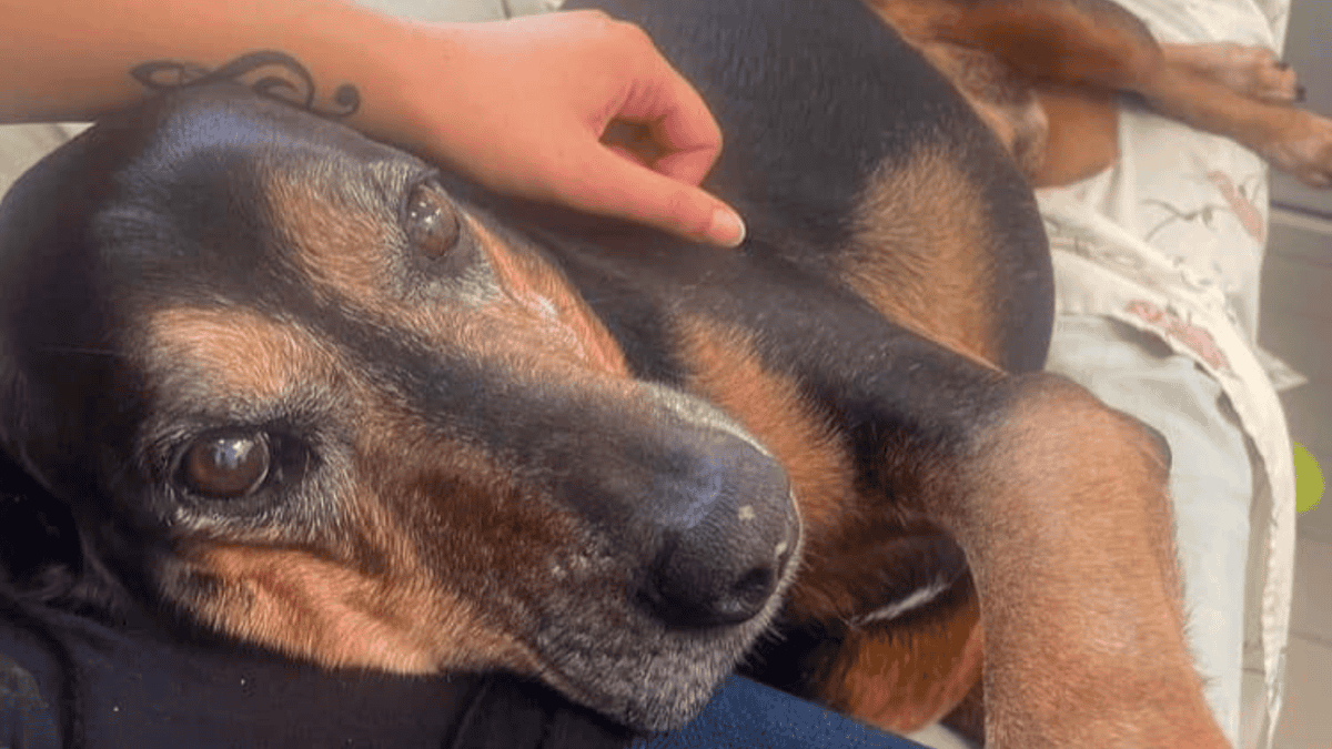 Senior dog returned to the shelter.