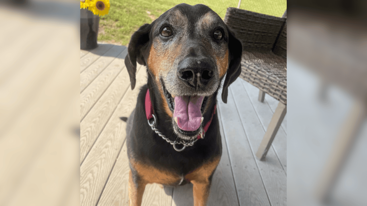 Shelter dog still waiting for forever home.