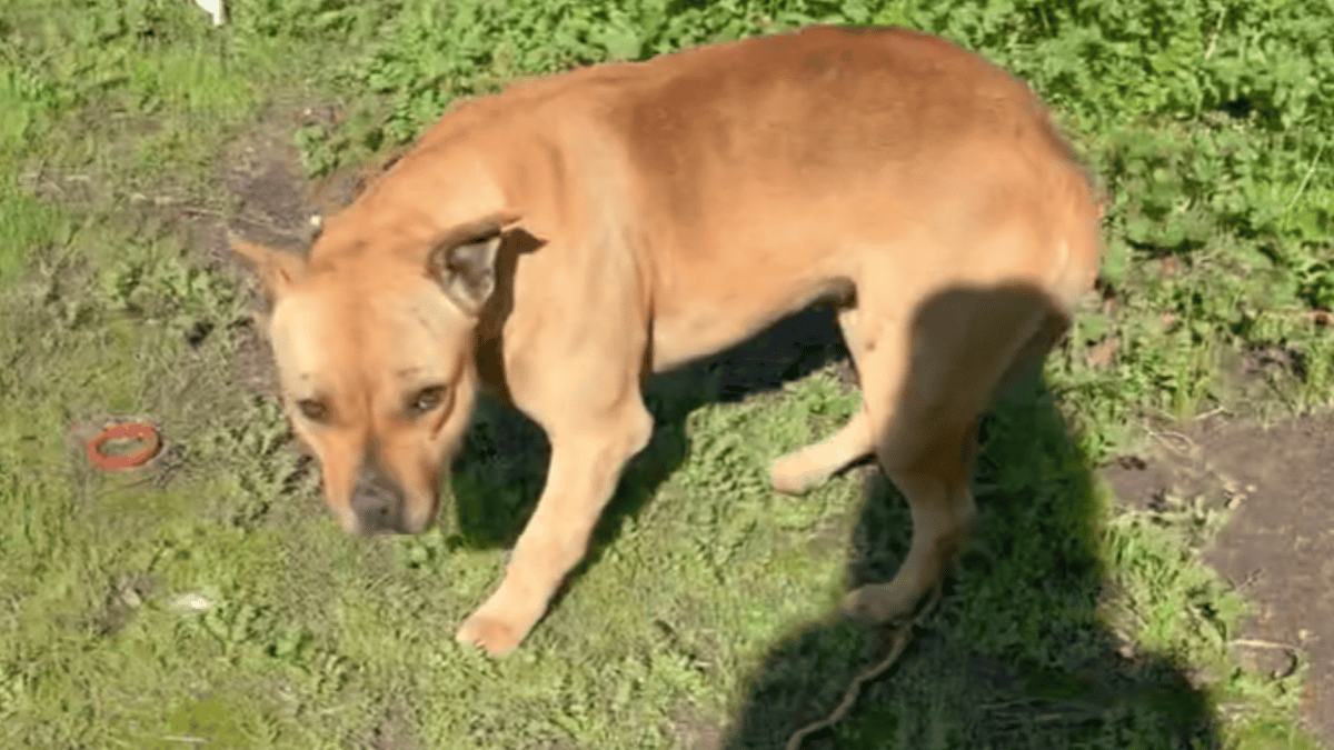 Rescuers find abandoned dog.